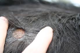 Untuk melebat dan merawat bulu gugur. Perkongsian Mengenai Kucing Dan Arnab Bulu Kucing Gugur Mungkin Fungus