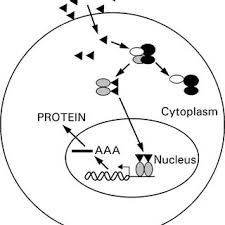 Nikoliv k rychlé stigmatizaci obcí kvůli zhoršenému vývoji pandemie. Pdf Neuroendocrine Regulation Of Immunity Annu Rev Immun 20 125 163