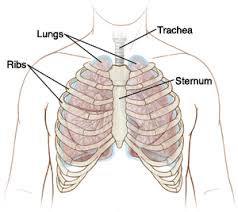 Your lungs are a pair of organs in your chest. Chest Wall Pain Costochondritis