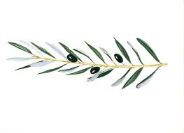 Olive Branch Illustration Google Search Olive Branch Tattoo Olive Tree Tattoos Olive Tattoo