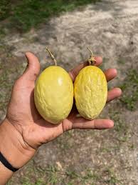 Image result for Passiflora edulis