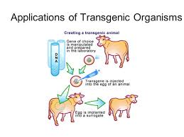 Let's break apart the word: Aim Genetic Engineering Changing The Dna Of Living Organisms 1 Inserting Genes Into Other Organisms 2 Selective Breeding 3 Cloning Ppt Download