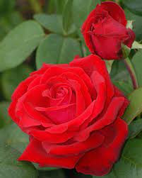 Dsc 0154 Beautiful Rose Flowers Beautiful Red Roses Beautiful Roses