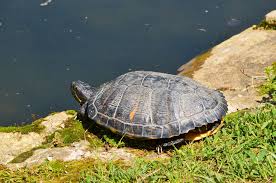 The zoo med turtle dock® and turtle pond dock® are unique floating docks for aquatic turtles to bask on. How To Encourage Basking For Your Red Eared Slider