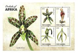 Image result for Angraecum moandense