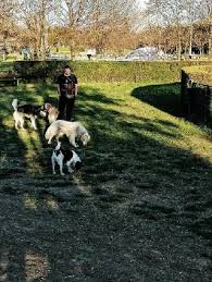 Check spelling or type a new query. Doggy Daycare In Vicenza With Best Prices On Petbacker