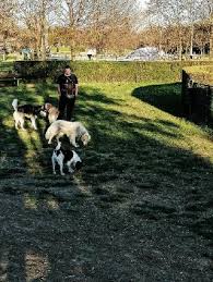 How much are dog training prices near me? Doggy Daycare In Vicenza With Best Prices On Petbacker