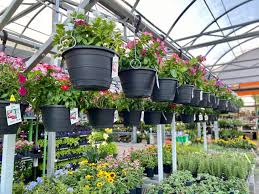 They work well in flowerbeds, hanging baskets and patio containers. Home Depot Black Friday Is One Of Our Fave Spring Events