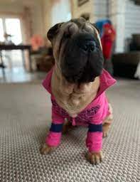 15 reasons shar peis are the worst indoor dog breed of all time page 5 of 5 the dogman dog breeds indoor dog dogs