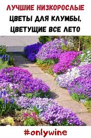 посадка цветов на рассаду в марте по лунному календарю Pin Ot Polzovatelya Eliseeva Elena Na Doske Nado Kupit V 2020 G Kompozicii Cvetnikov Sadovodstvo Idei Ozeleneniya