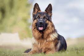 German Shepherd Lifespan Facts You Should Know Pawleaks