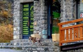 Mais sa réputation de grand méchant loup nourrit la peur de l'homme envers cet animal aujourd'hui menacé en france. Alpes Maritimes Le Mystere Se Dissipe Autour Du Louveteau De Valberg Le Parisien
