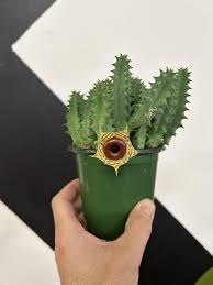 Image result for Huernia zebrina