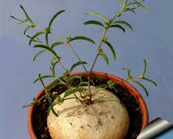 Image result for Raphionacme madiensis