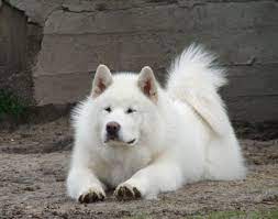 The alaskan malamute ,a howler,a digger ,a stubborn fool ,funny to watch great to cuddle with ,a good old time playing about with ,great jogging companion!! Malamut Alaski Posts Facebook
