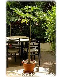 In dieser anleitung zeige ich euch, wie ihr eine papaya pflanze selber züchten könnt. Carica Pentagona Bergpapaya Babaco Pflanze Flora Toskana