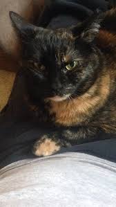 Although tortoiseshell coats are most commonly a ginger red and black, they can also have hints of cream, orange, or gold. Tortitude A Look Into The Unique Personality Of Tortoiseshell Cats
