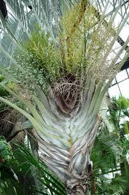 Image result for Dypsis