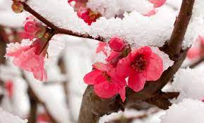 Risultati immagini per disegni paesaggi invernali ricami natalizi libri da colorare colori di natale. Speciale Fiori Invernali I Piu Belli Da Avere In Casa O Sul Balcone Leitv