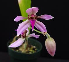 Image result for Ancistrorhynchus