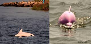 Tapi populasi terbesar ada di kamboja. Ikan Lumba Lumba Luar Biasa Pinky Lahirkan Anak Pink Yang Cantik