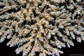 Image result for Selago coerulea