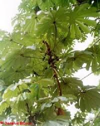 Image result for Musanga