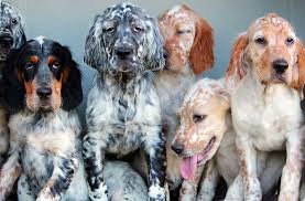 Il cane mangia i sassi: Cani Pronta Caccia In Vendita Allevamento E Addestramento