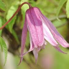 The variety has received the royal horticultural society's award of garden merit. Rosy Ogrady Clematis Macropetala Rosy Ogrady Online Kaufen