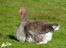 They are calm, personable, and easy going. Chapel View Exhibition Giant Dewlap Toulouse Geese Posts Facebook