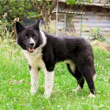 Image result for karelský medvědí pes