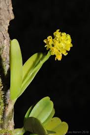 Image result for Polystachya greatrexii