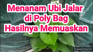 Ubi kayu atau yang lebih dikenal sebagai singkong atau ketela pohon merupakan salah satu sumber pangan bagi masyarakat indonesia. Menanam Ubi Jalar Dalam Polybag Plant Sweet Potatoes In A Poly Bag Youtube