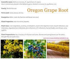 Oregon Grape Herb Oregon Grape Root Oregon Grape Herbal Medicine