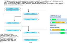 Solved Pcr Polymerase Chain Reaction Is A Commonly Used