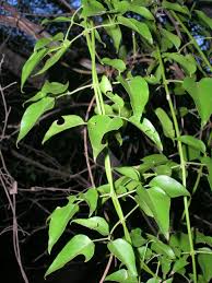 Image result for Jasminum fluminense