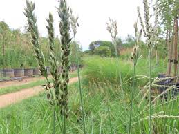 Image result for Alloteropsis