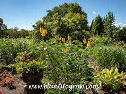 Image result for Senna didymobotrya