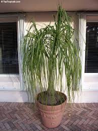 Image result for Beaucarnea recurvata