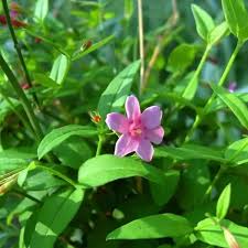 Image result for Jasminum beesianum