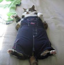 The shirt, skirt and shorts will fit any of the dress up bunch dolls. Cats Wearing Clothes On Twitter Are These Jeans A Little Tight Http T Co E4g8hmfkff