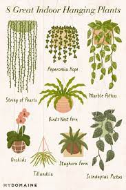 Pinterest Camilleelyse In 2020 Best Indoor Hanging Plants Hanging Plants Indoor Hanging Plants