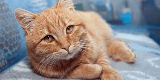 Why Is It That Orange Cats Are Typically So Friendly