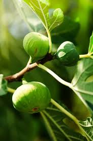 Quince grows best in western oregon, and can. The Best Fruit Trees For The Pacific Northwest Progardentips