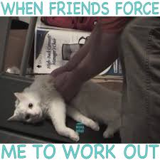 Looking to download safe free latest software now. Funny Videos Lazy Cat Meme Watch Or Download Downvids Net