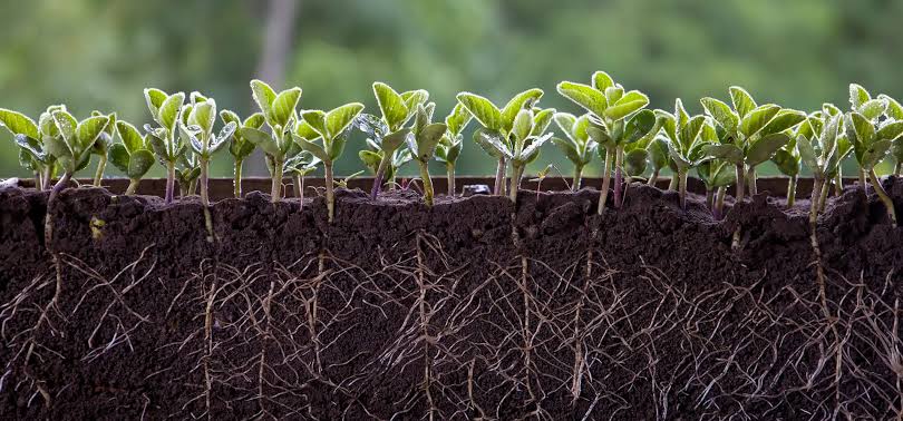 Tea Seed Meal manufacturer