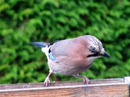 Der Eichelhaher Im Eigenen Garten Gartenbob De Der Garten Ratgeber Eichelhaher Tiere Kleine Vogel