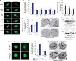 Thousands of free mobile friendly activities for. Flip Mediated Autophagy Regulation In Cell Death Control Nature Cell Biology