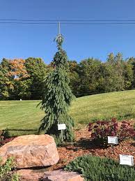Columnar blue spruce (picea pungens iseli fastigiate). Weeping White Spruce Knecht S Nurseries Landscaping