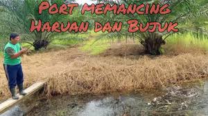 Cuaca di teluk intan untuk hari ini, esok dan minggu. Memancing Ikan Haruan Gabus Bujuk Di Kawasan Belakang Kilang Sawit Teluk Intan Giant Snakehead Youtube